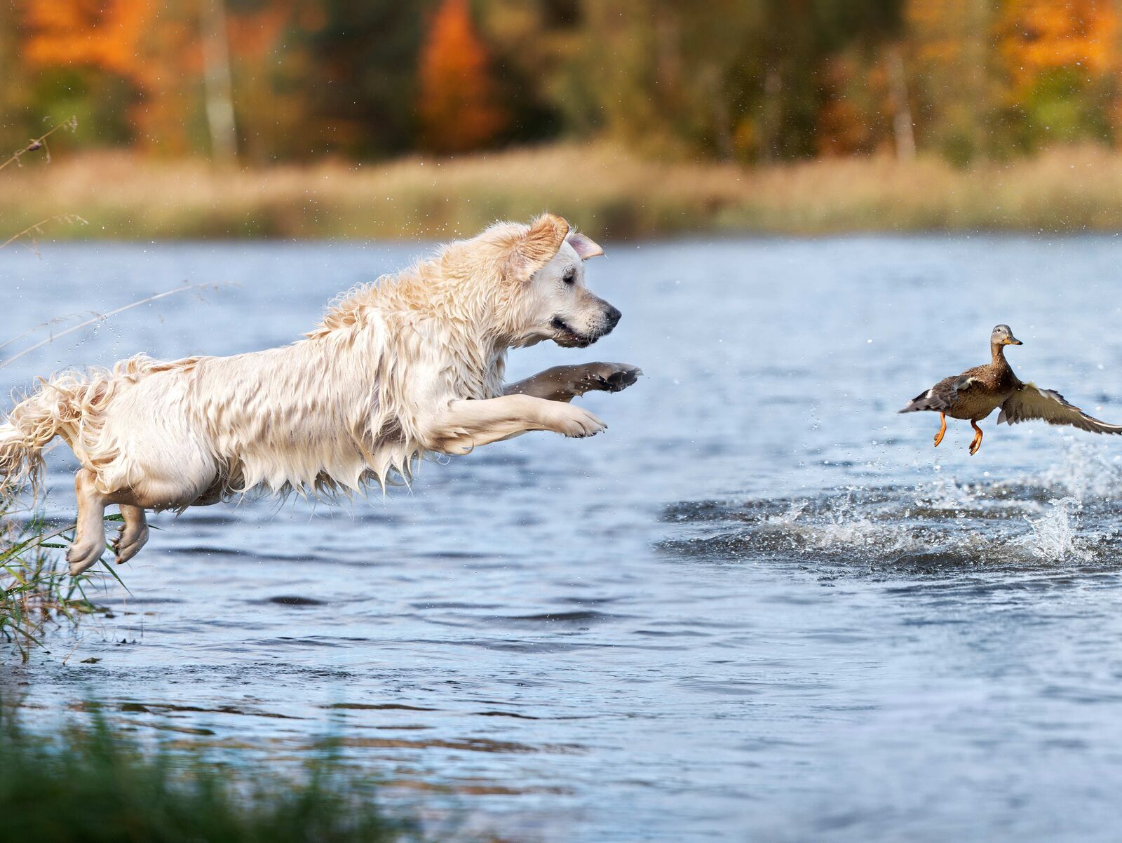 Impulskontrolle beim Hund – und wie Sie diese trainieren können