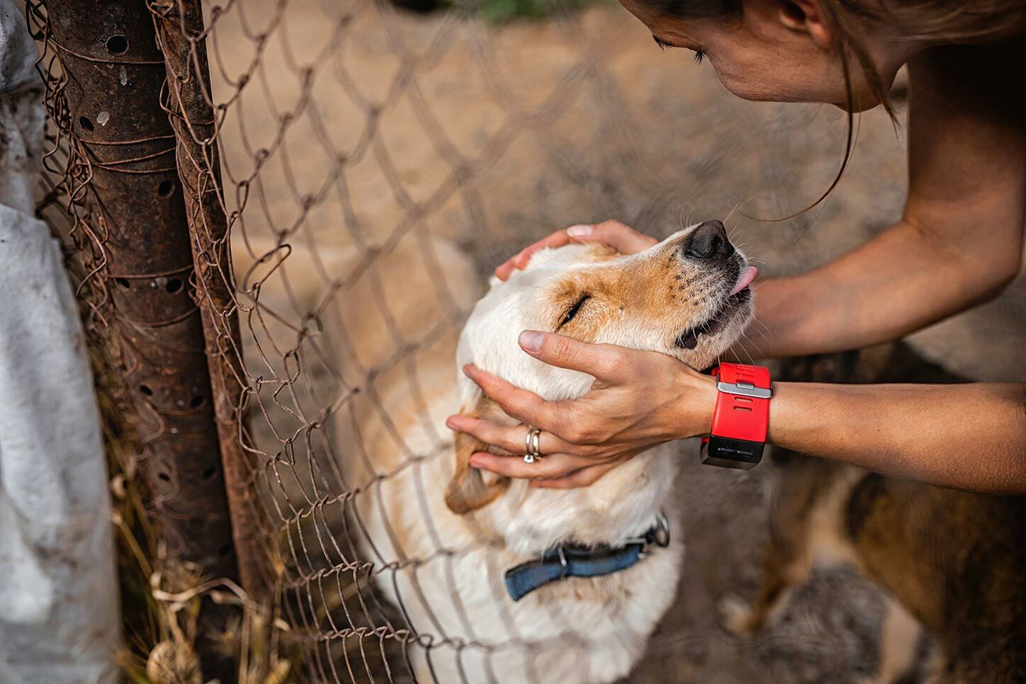 Wagen wir’s – ein Hund aus dem Tierheim?