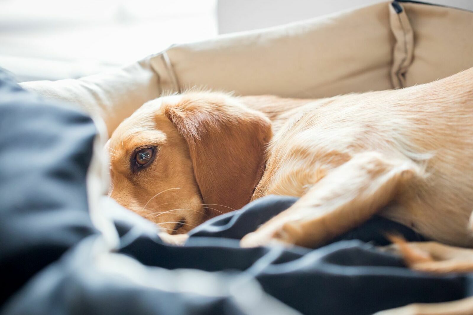 Hund kuschelt in seinem Korb.