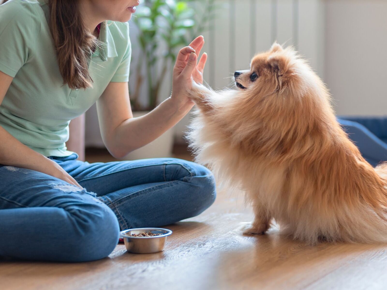Hundetraining: Einfache Übungen für zu Hause