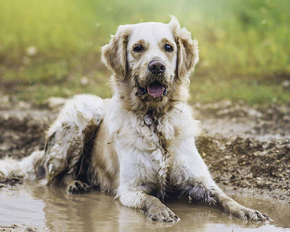 Fellwechsel, Heizungsluft und Herbstblues beim Hund!