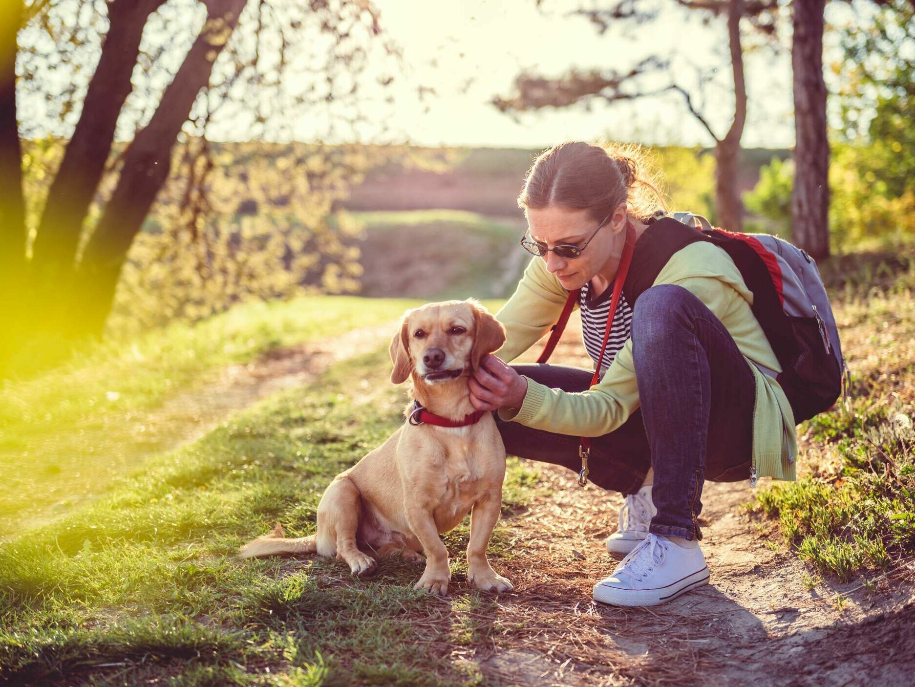 Zecken beim Hund