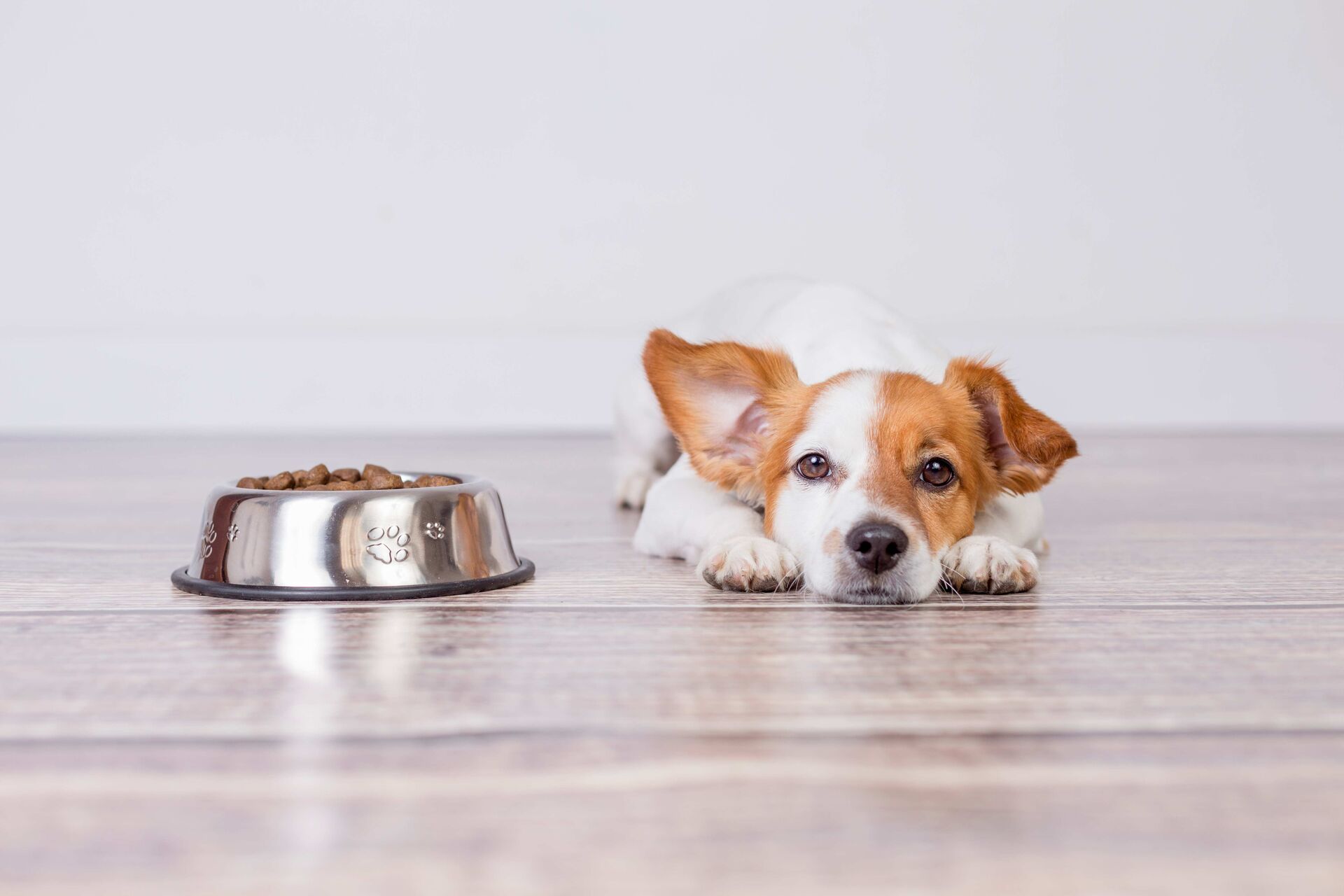 Hund liegt neben einem gefüllten Napf.