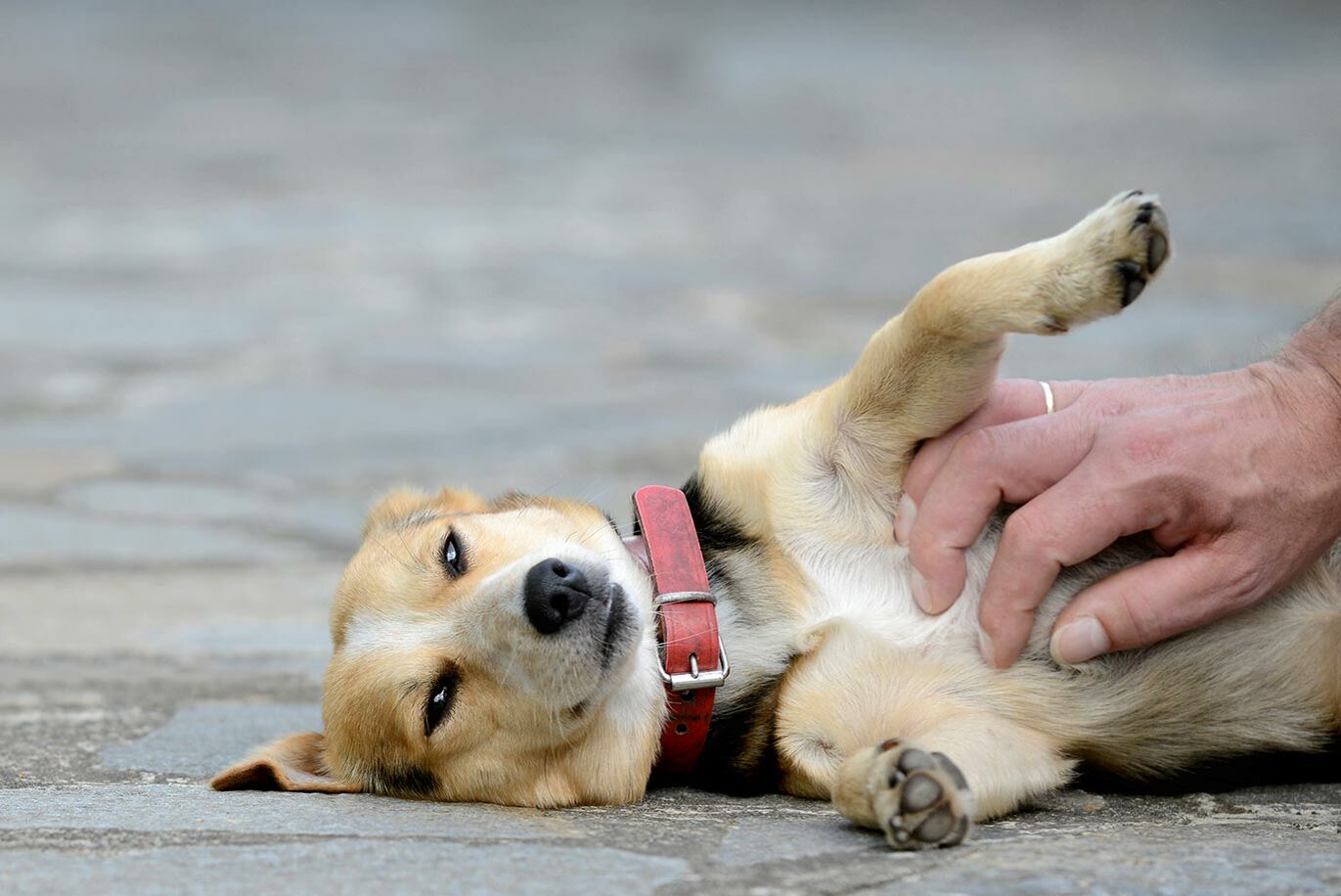 Hund liegt auf der Seite und lässt sich von einer Männerhand den Bauch streicheln.