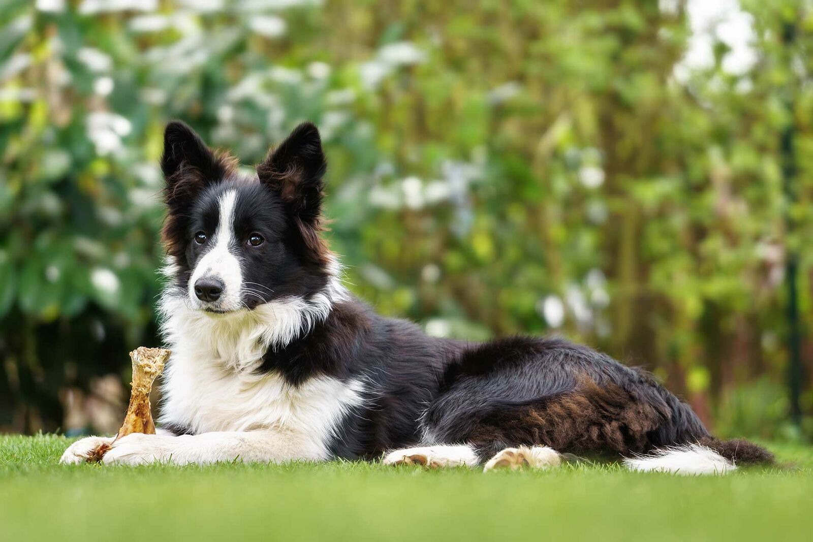 Ein junger Border Collie hält einen Knochen zwischen den Pfoten.