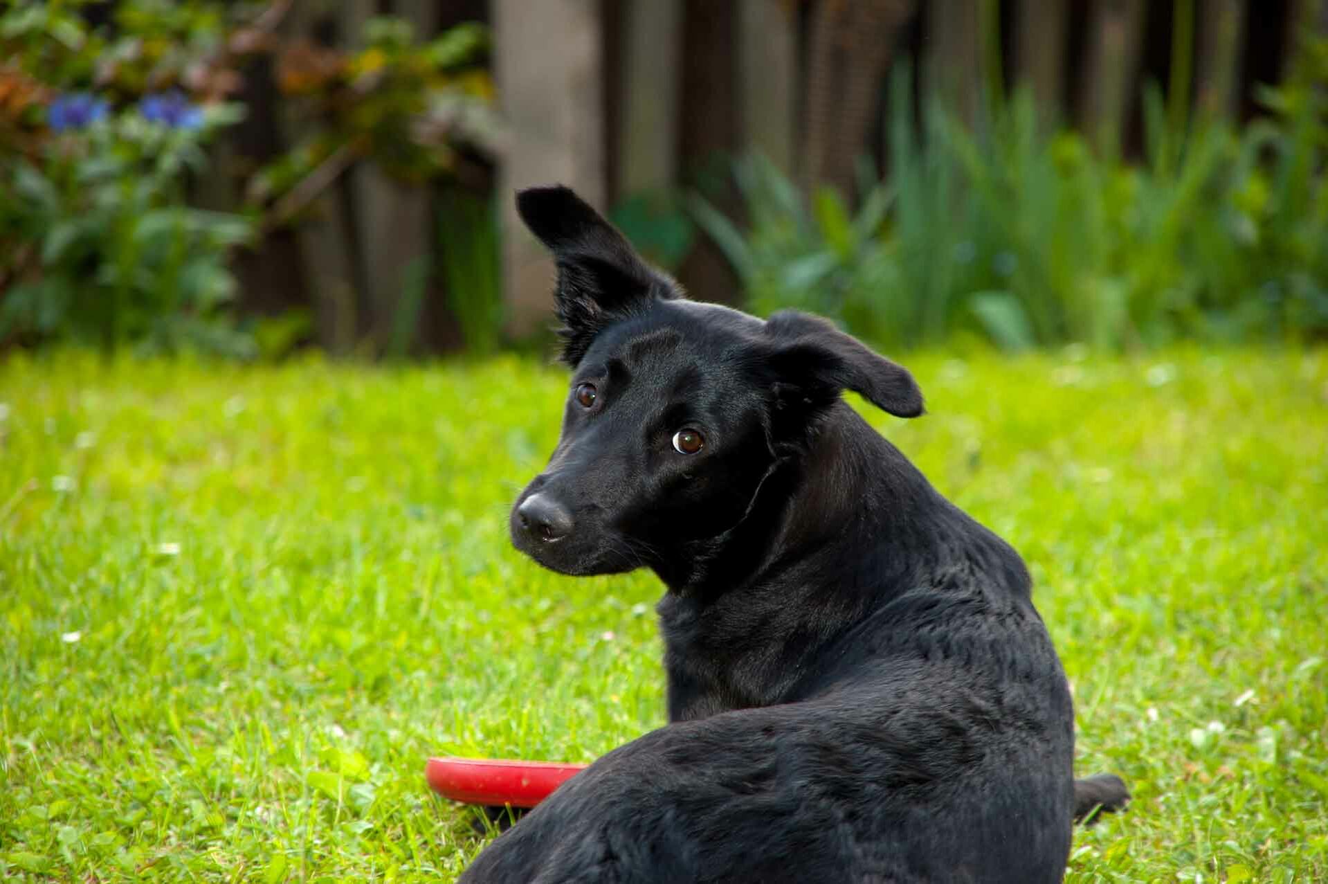 Ein Hund liegt mit dem Rücken zum Betrachter auf einer Wiese und dreht ihm den Kopf zu.