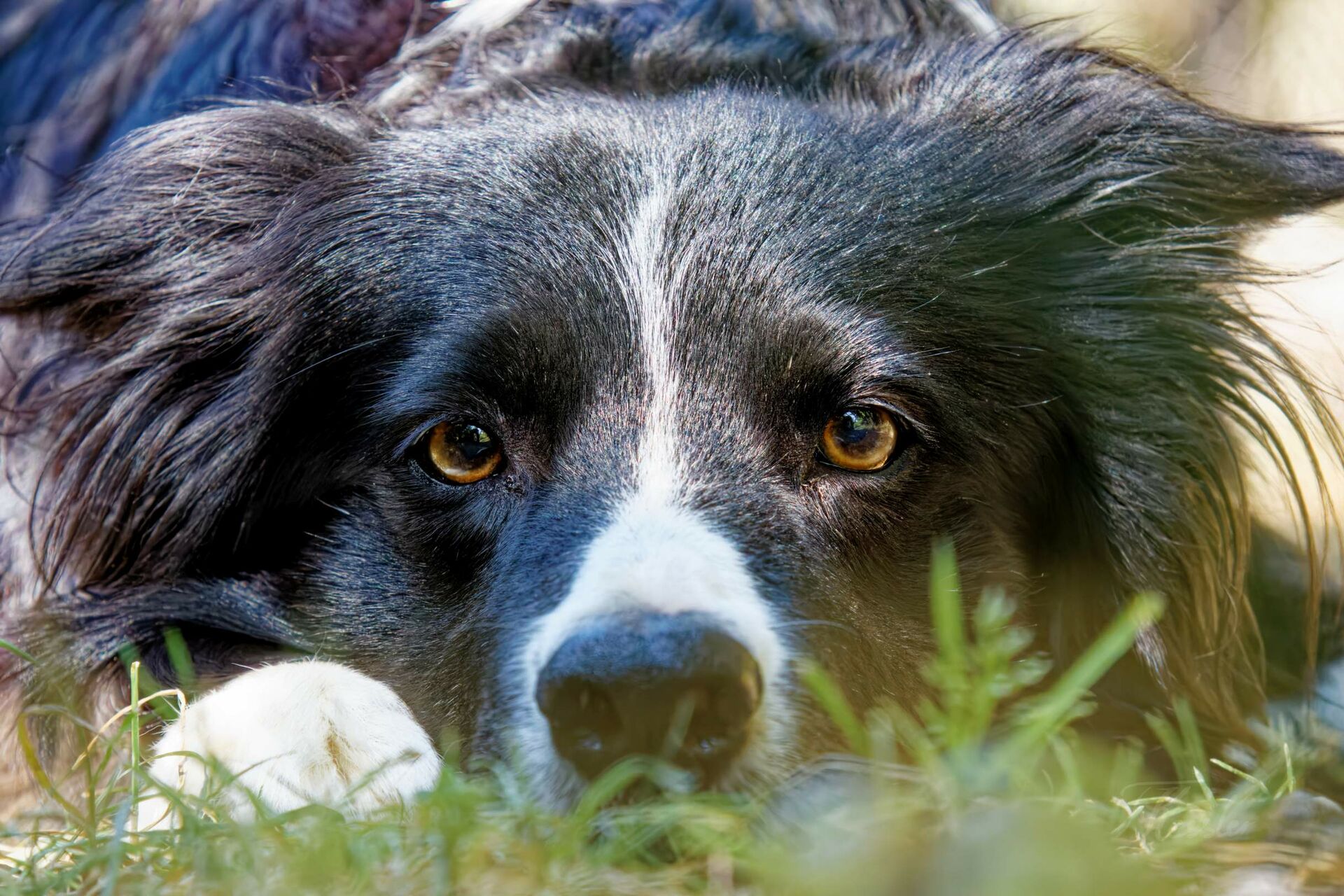 Ein Border Collie schaut fokussiert in die Kamera.