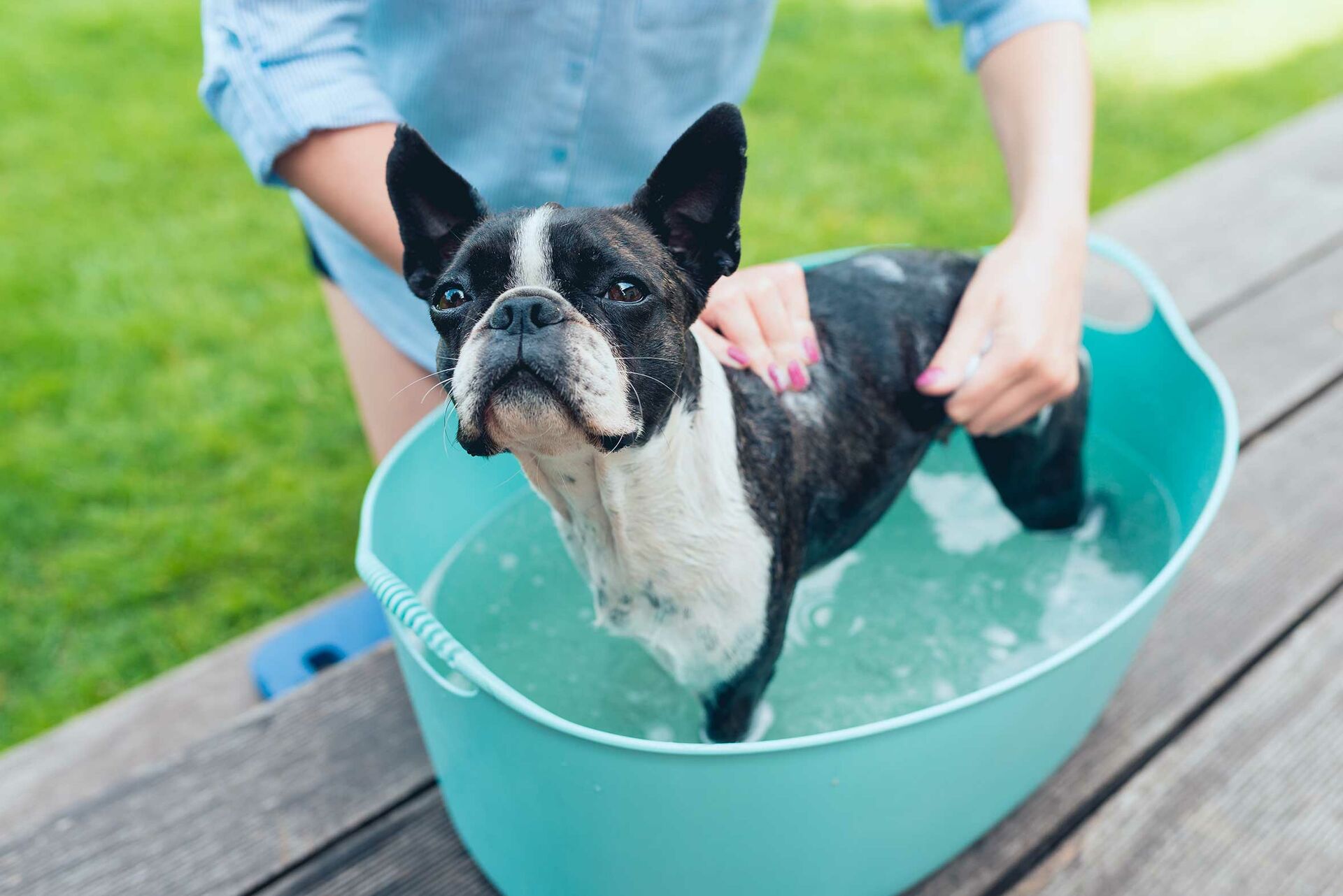 Ein Hund wird in einer Wanne im Garten gebadet.