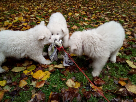 Weiße-Schäferhund-Welpen spielen draußen auf dem Rasen.