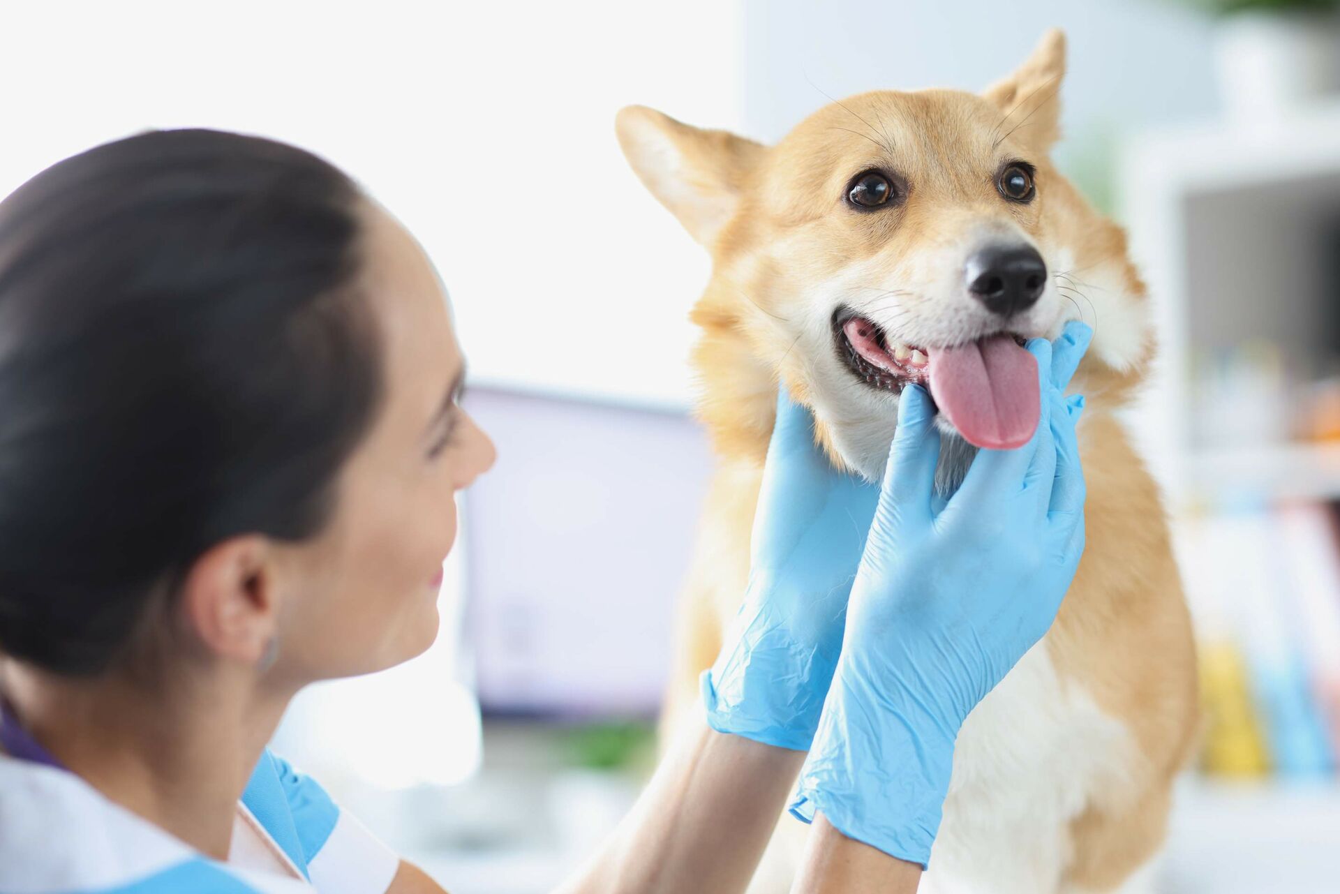 Ein Hund wird von einer Ärztin an der Schnauze untersucht.