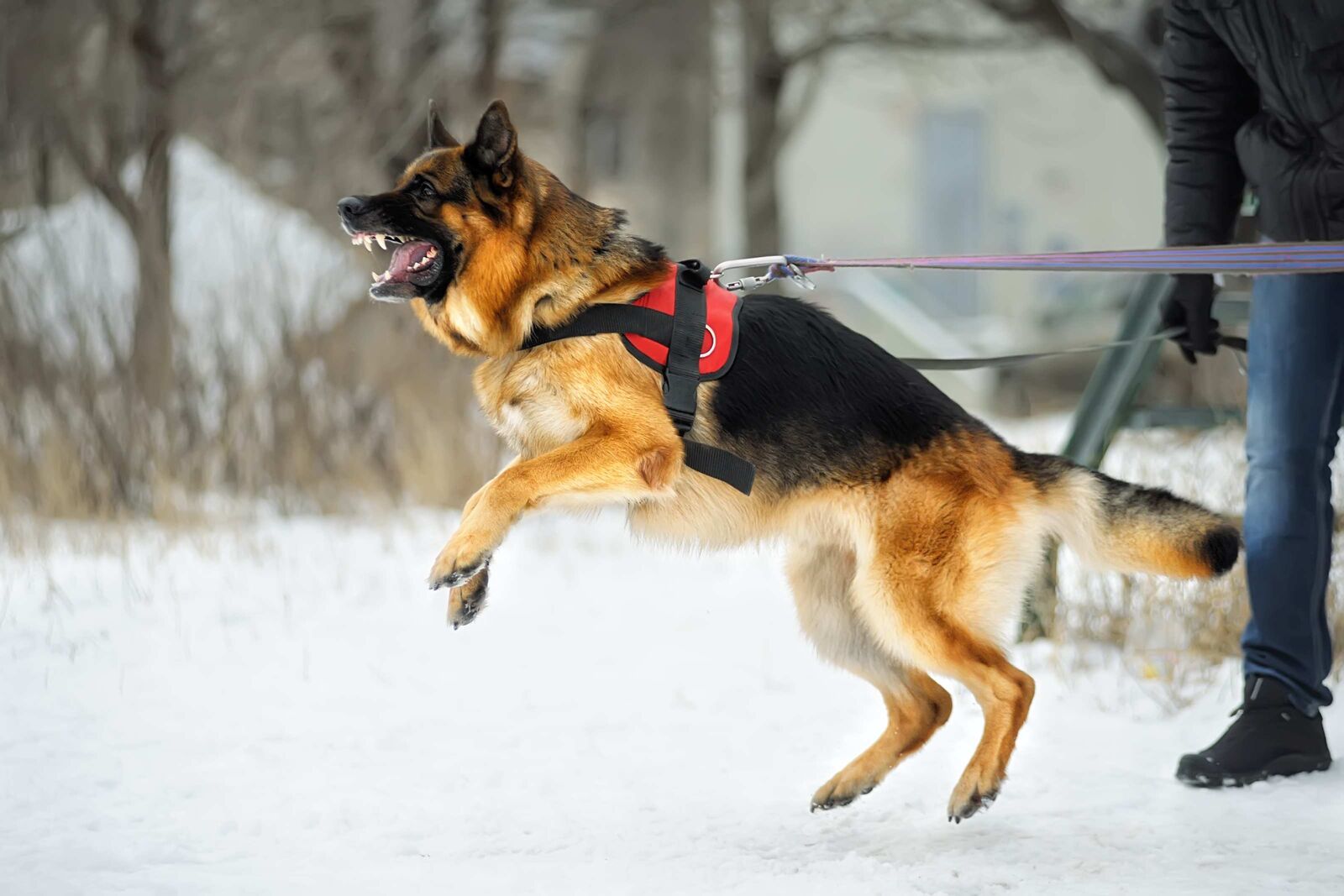 Ein Schäferhund springt an der Leine hoch und zeigt die Zähne.