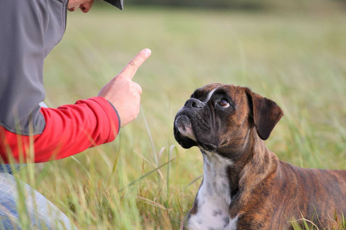 Halter geht mit seinem Hund in ein Zwiegespräch. 