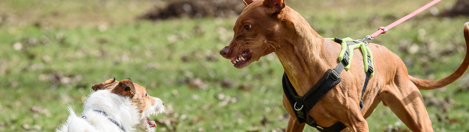 Zwei Hunde knurren sich sich an.