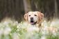 Hechelnder heller Labrador sitzt auf einer Wiese.