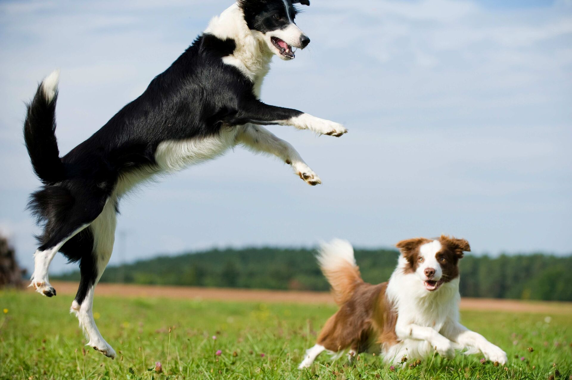 Zwei Hunde toben auf einer Wiese.