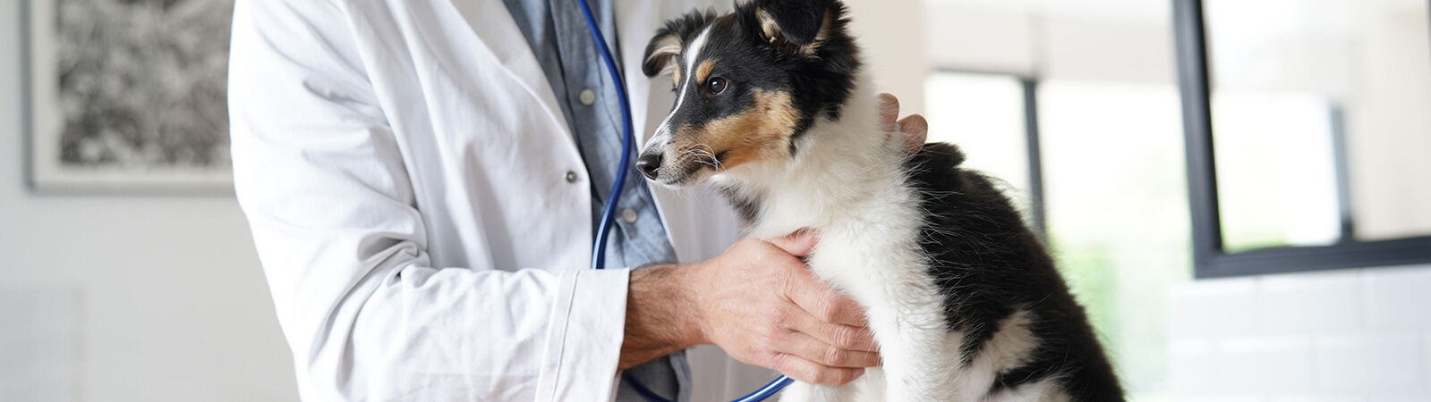 Ein Tierarzt horcht mit einem Stethoskop einen jungen Hund ab.