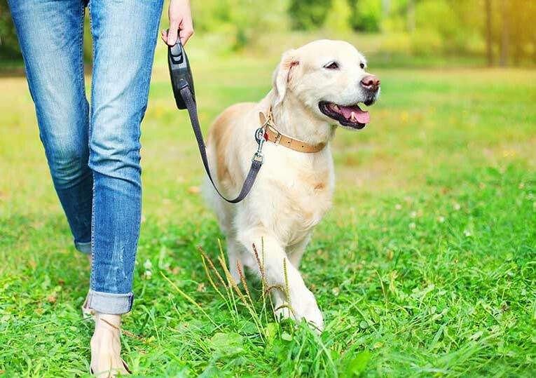 Ein angeleinter Golden Retriever läuft mit seiner Halterin im Park. 