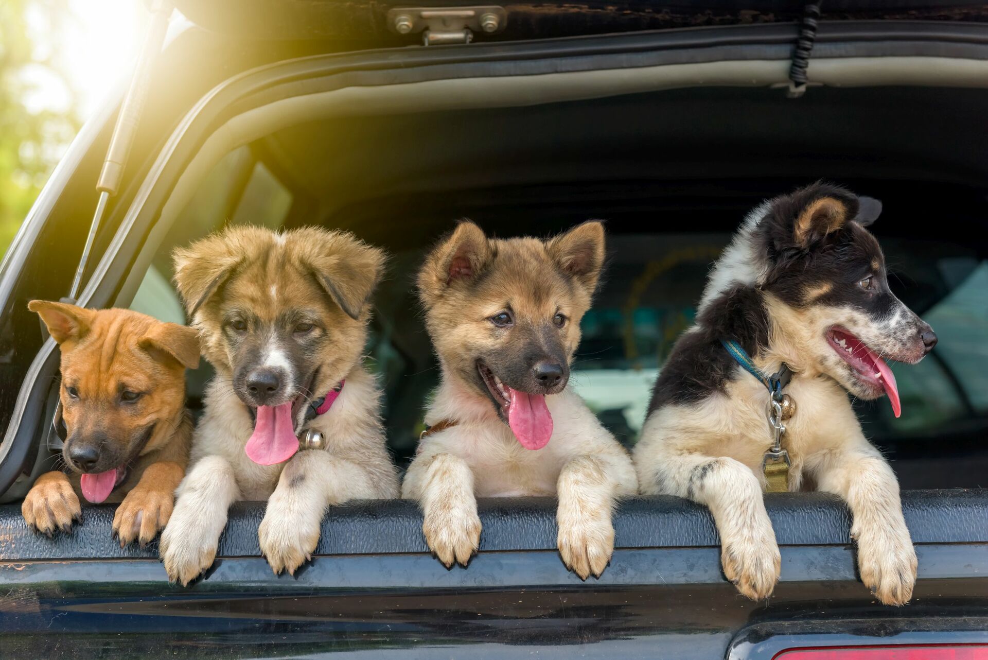 Vier Hundewelpen sitzen nebeneinander und schauen aus einem Kofferraum.