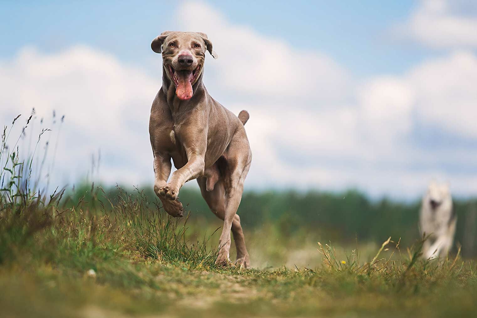 Ein verspielter Weimaraner läuft durch ein Feld.