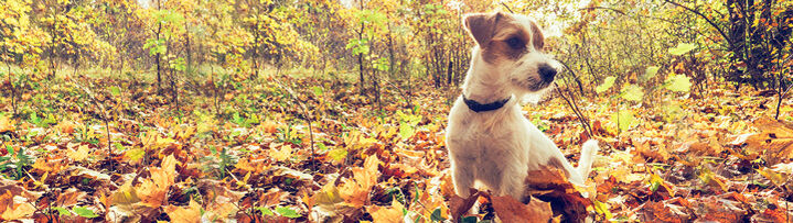 Terrier sitzt im Laub.