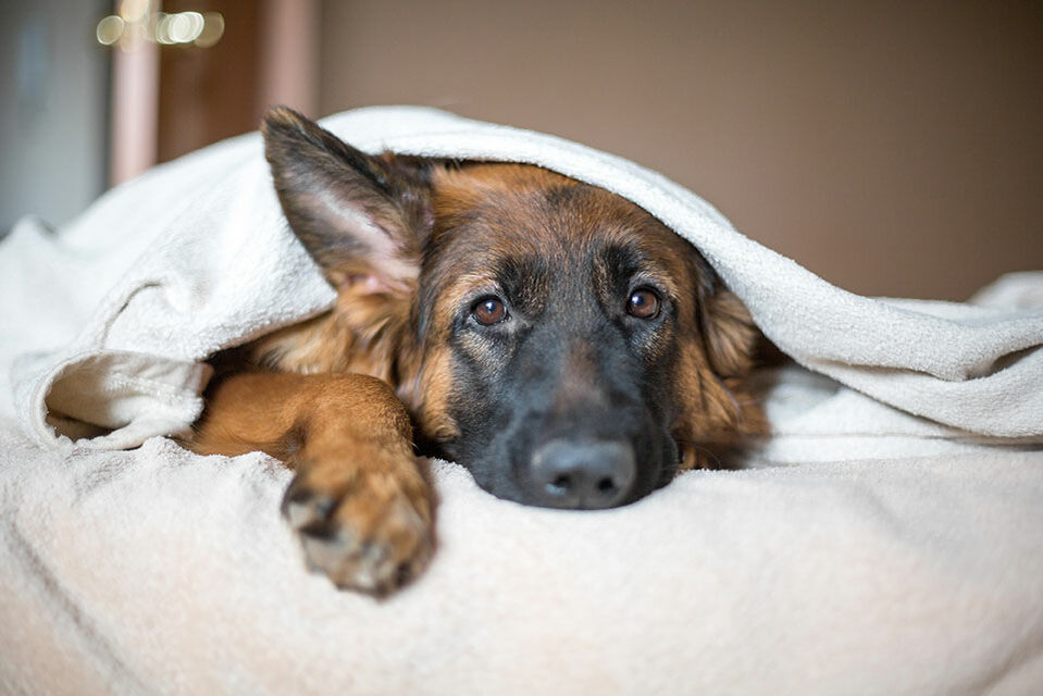 Ein Deutscher Schäferhund hat sich in eine Decke gekuschelt und blickt in die Kamera.
