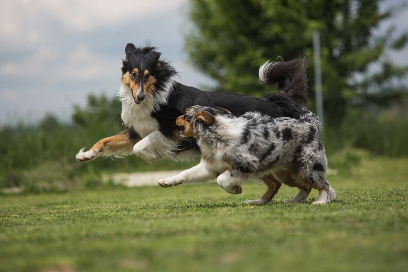 Zwei Hunde laufen beim Spiel im Park.
