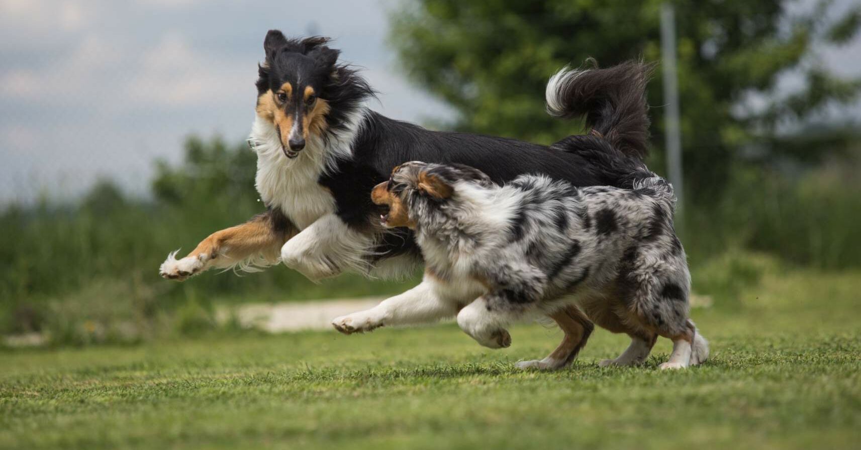 hund befriedigen 8 Tipps für Forderungsanmeldung im Insolvenzverfahren