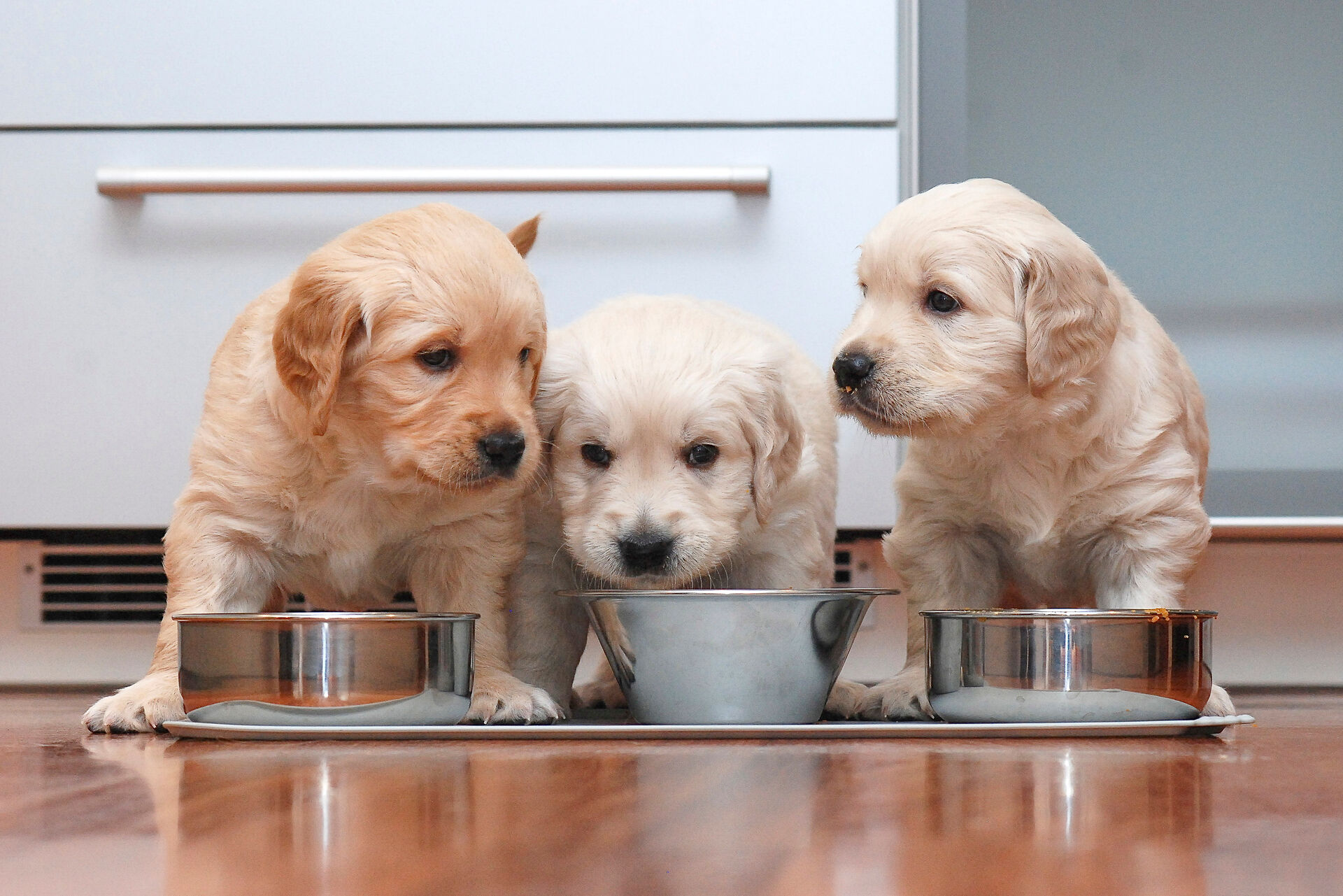 Drei Golden-Retriever-Welpen vor Fressnäpfen.