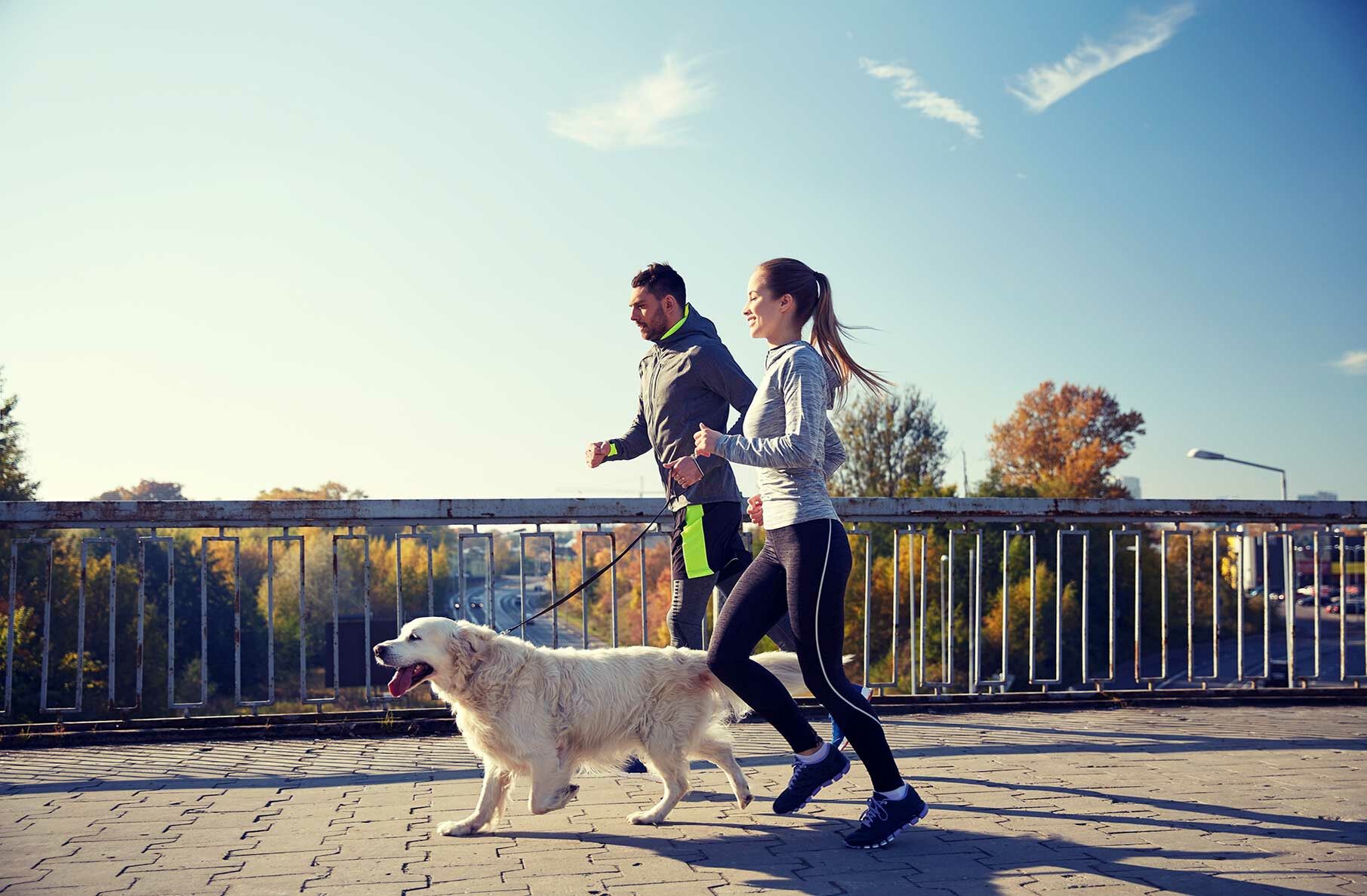  Ein Paar in Trainingskleidung joggt mit einem Golden Retriever über eine Brücke.