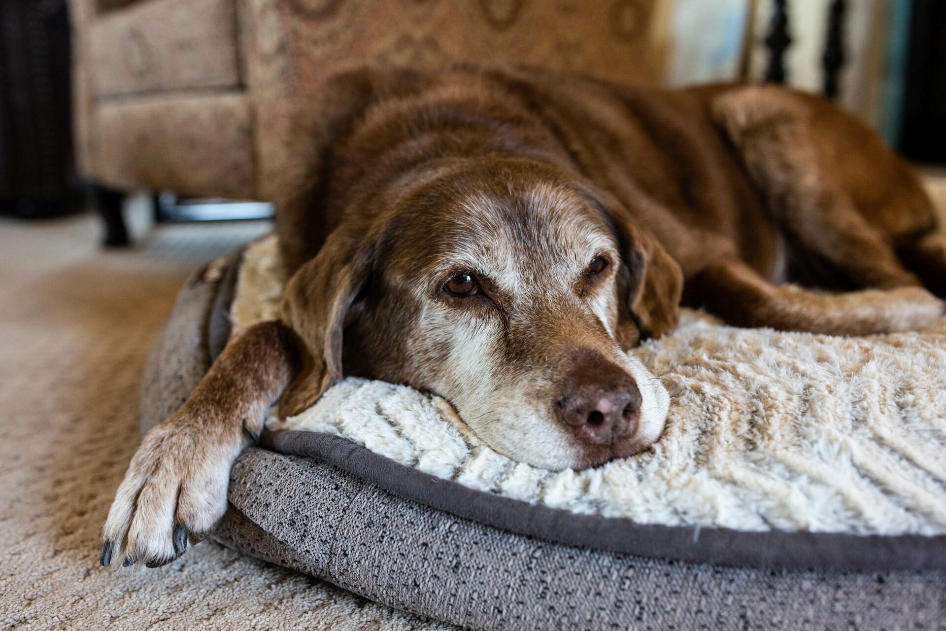 Ein alter Hund liegt entspannt auf seiner Hundedecke.