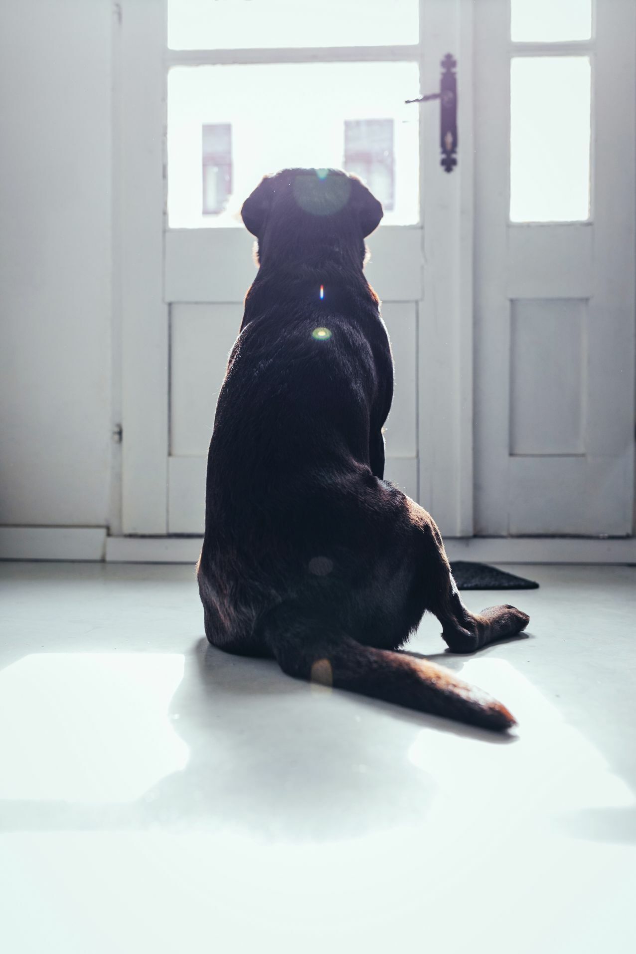 Ein großer schwarzer Hund, der vor einer Eingangstür sitzt und wartet, ist von hinten zu sehen.