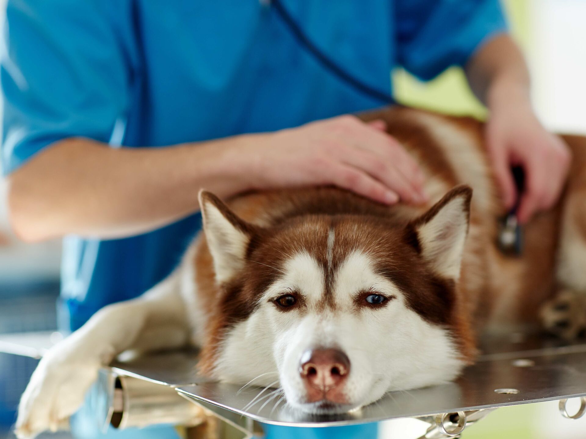 Notfall: Magendrehung beim Hund