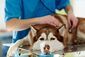 Ein Hund wird vom Tierarzt abgehört und guckt leidend.