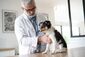 Ein Tierarzt horcht mit einem Stethoskop einen jungen Hund ab.