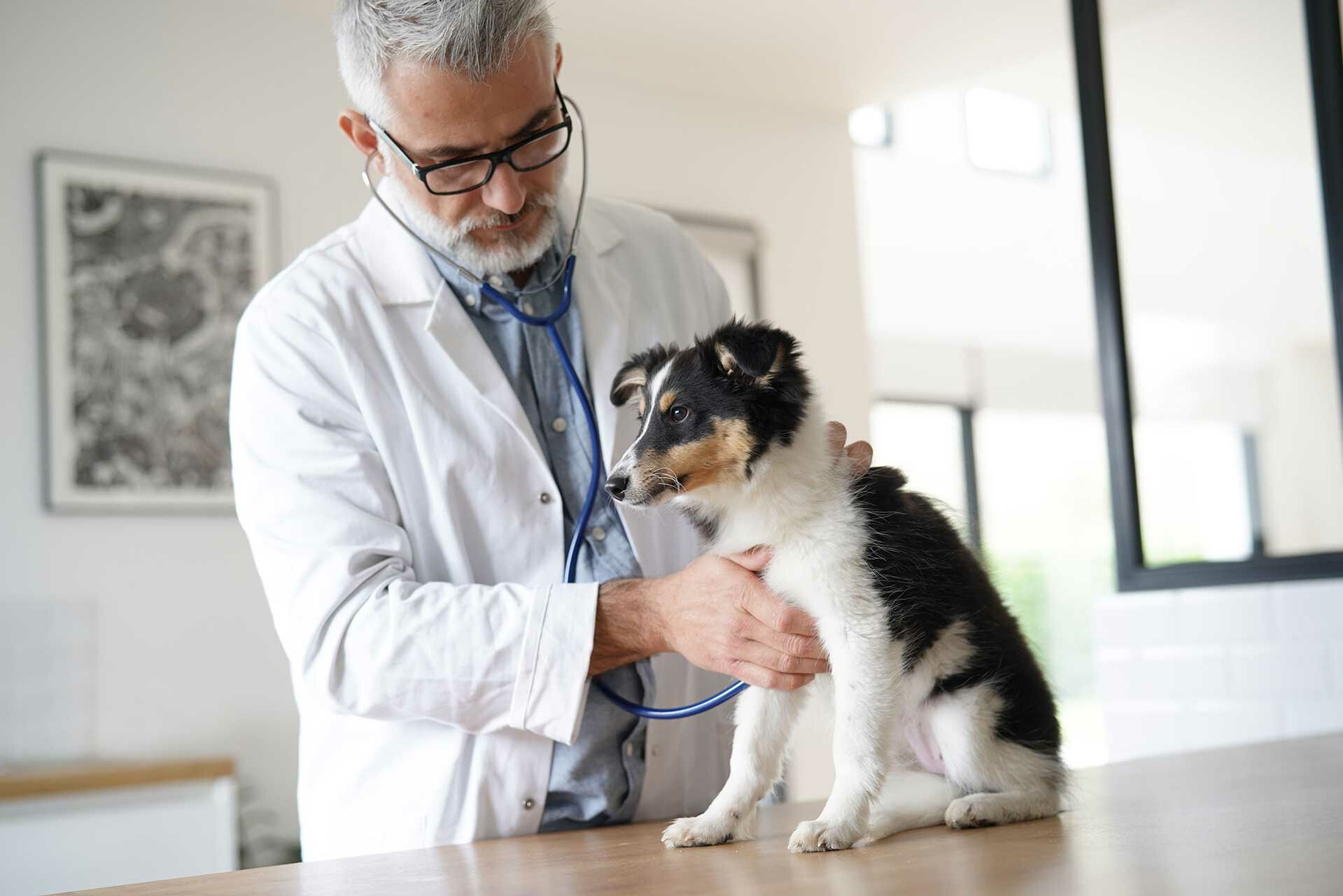 Häufige Hundekrankheiten