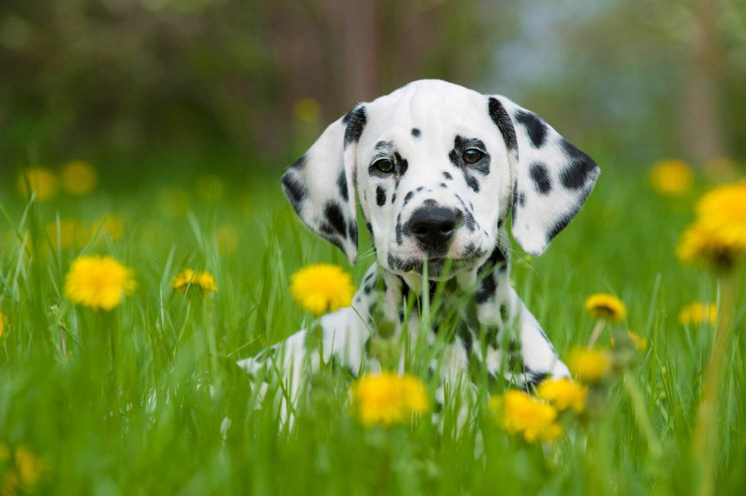 Ein Dalmatiner-Welpe liegt zwischen gelben Löwenzahnblüten im Gras und schaut in die Kamera.