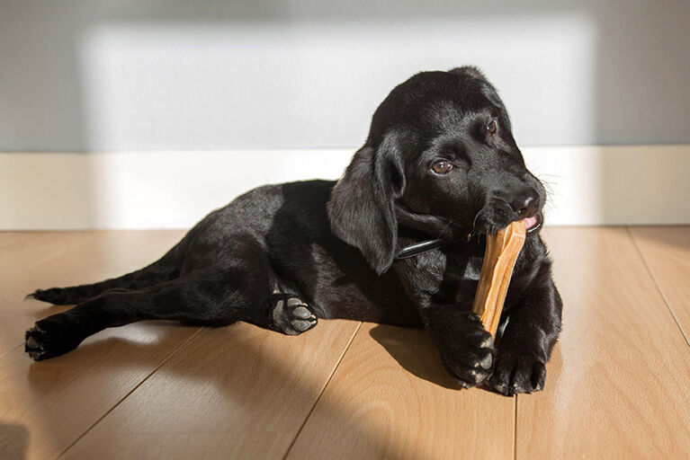 in schwarzer Labradorwelpe liegt auf dem Boden und kaut an einem Knochen.