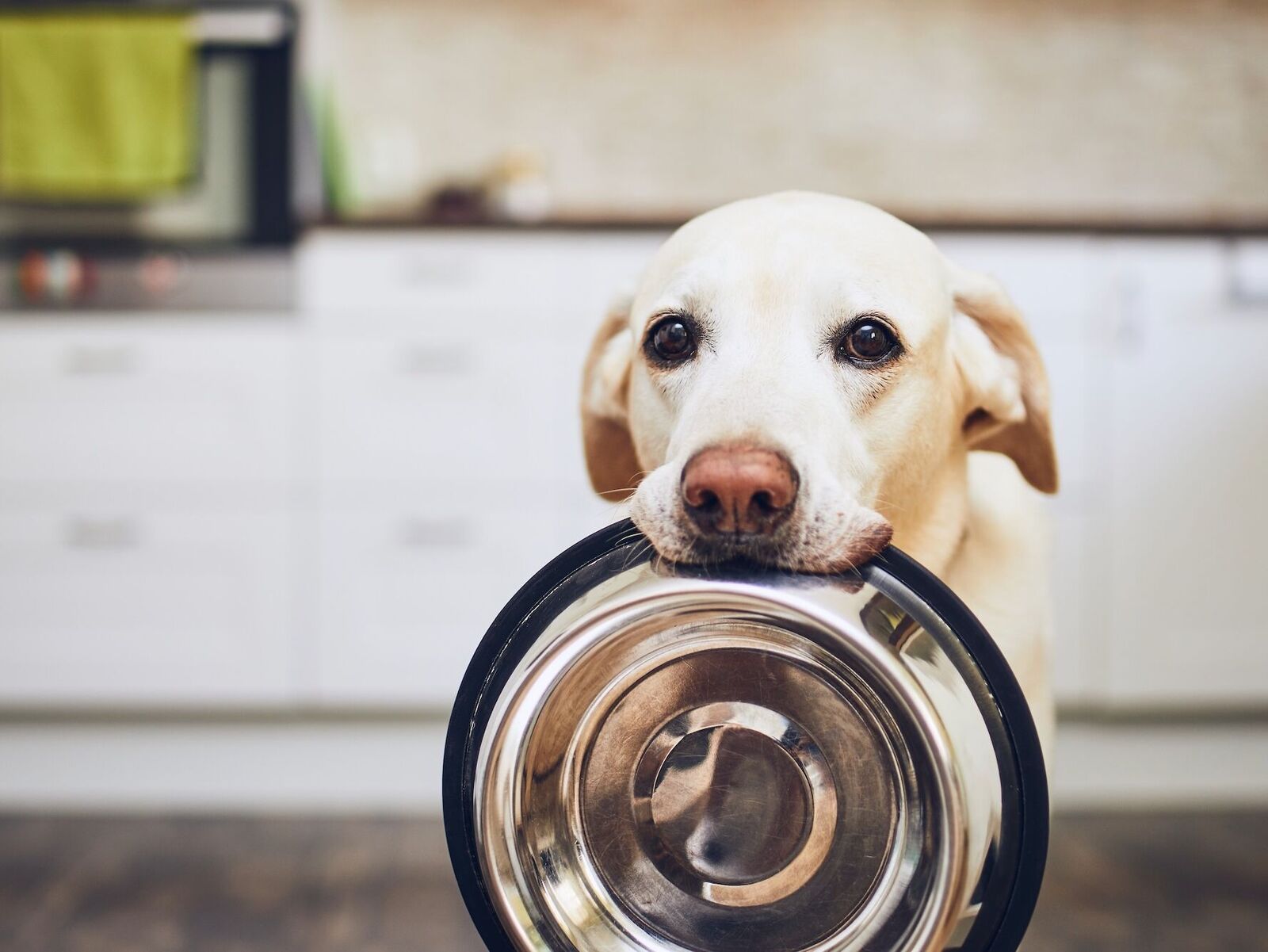 Alter Hund will ständig fressen