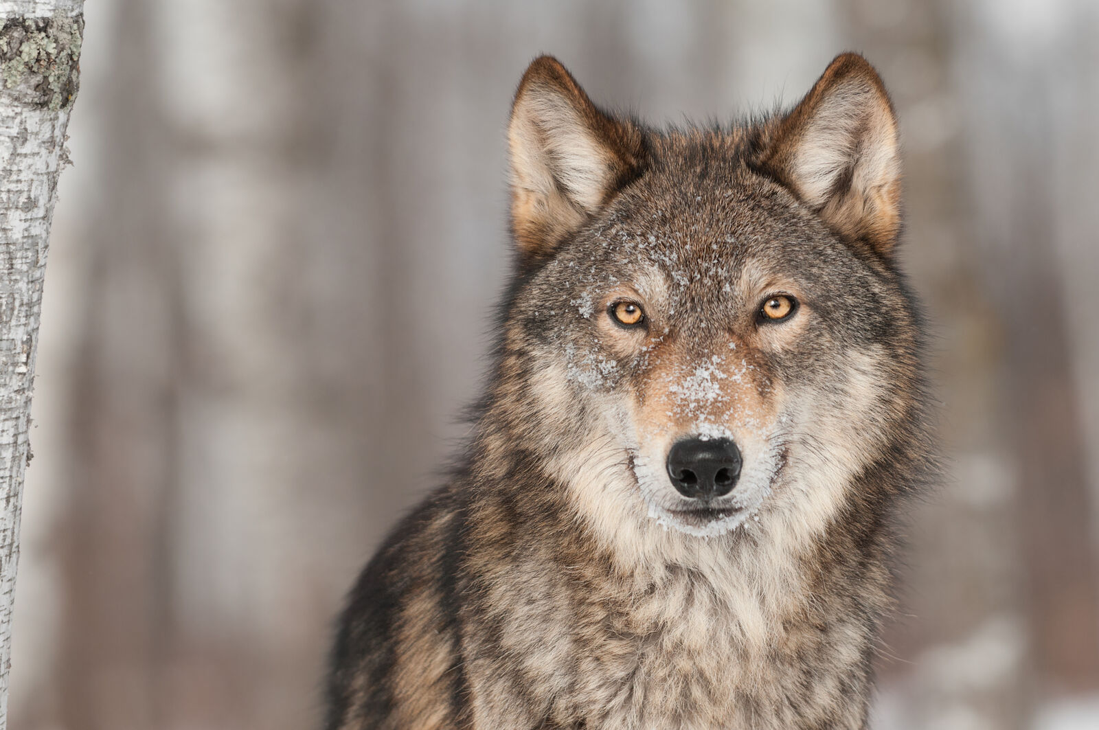 Ein Bild eines Wolfes