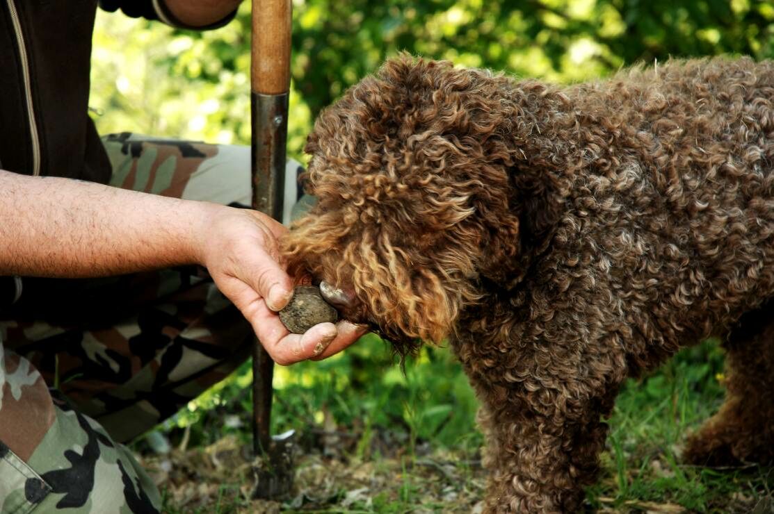 Ein Trüffelhund schnuppert an seinem Fund.