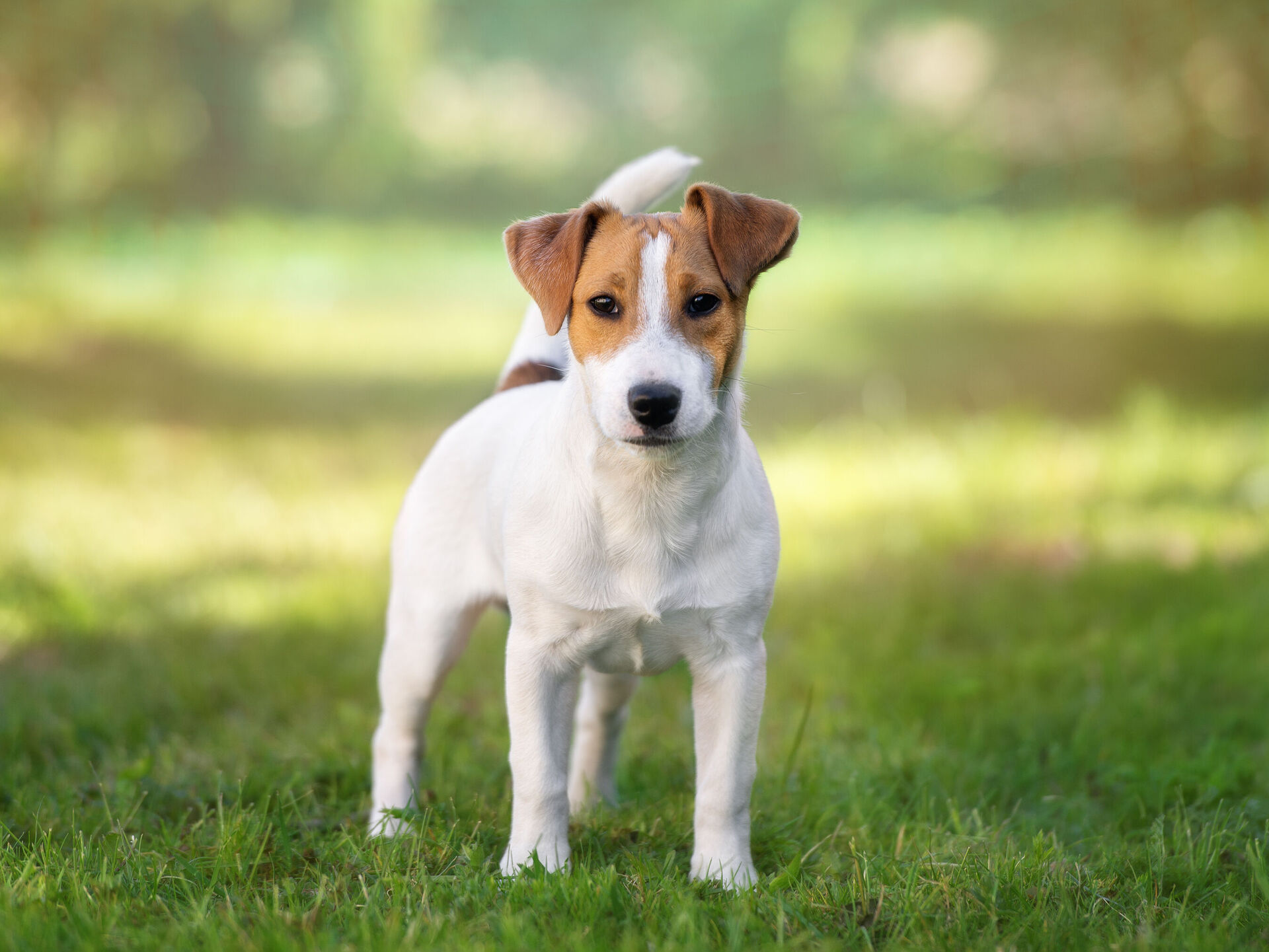 Jack Russell Terrier Rasseporträt