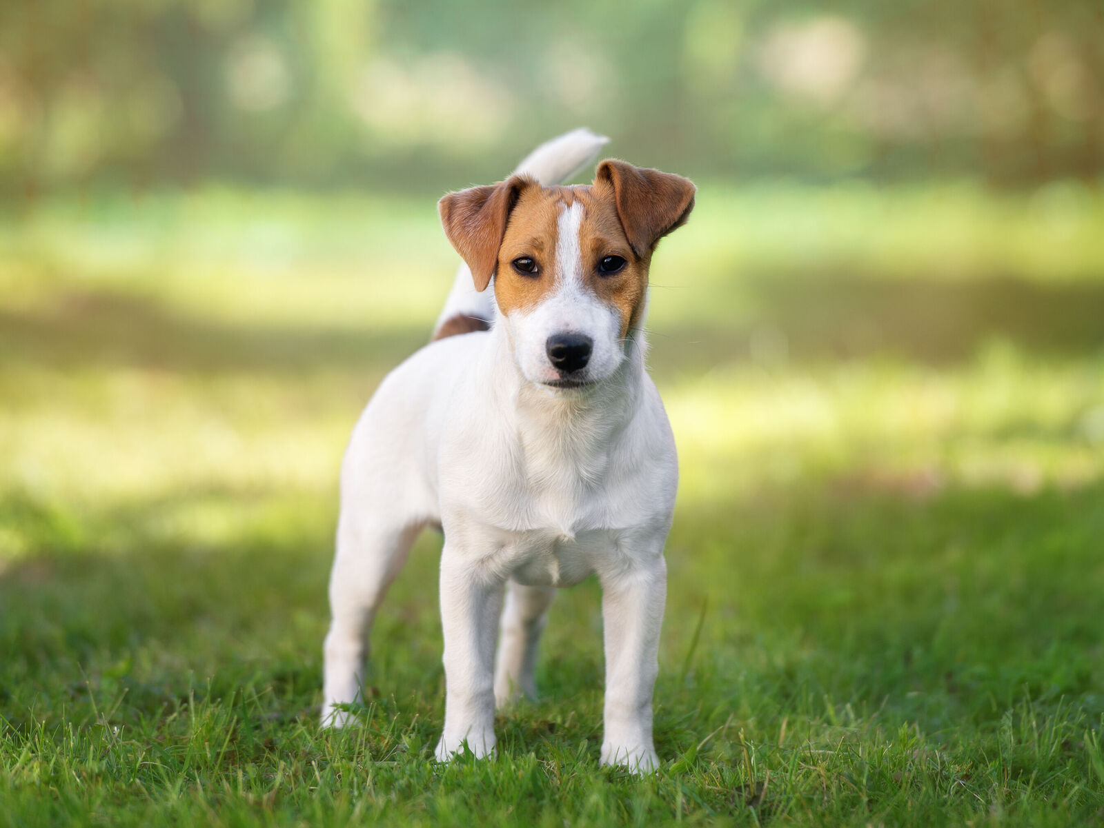 Jack Russell Terrier Rasseporträt