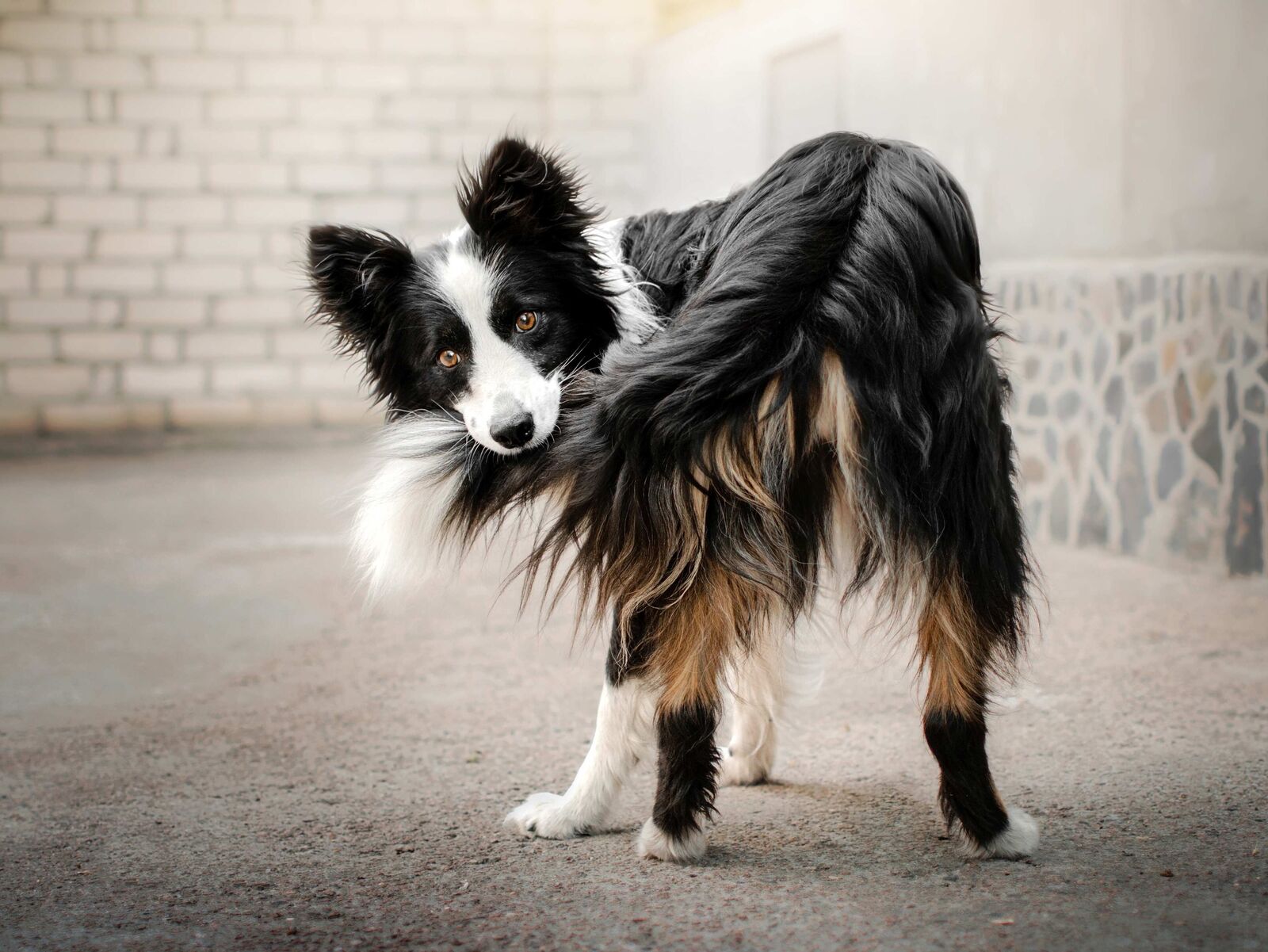 Die Rute des Hundes