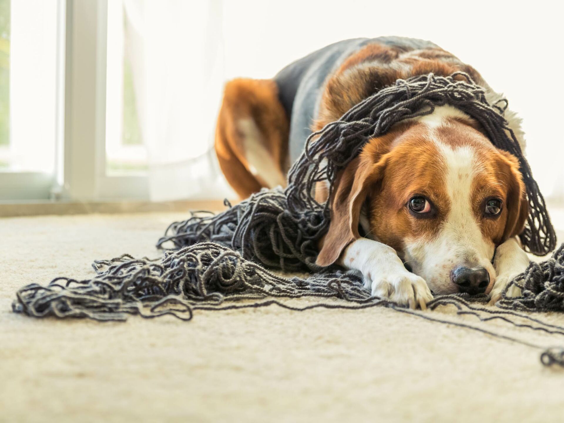 Ein Beagle-Hund ist in einem großen Wollknäuel verheddert.
