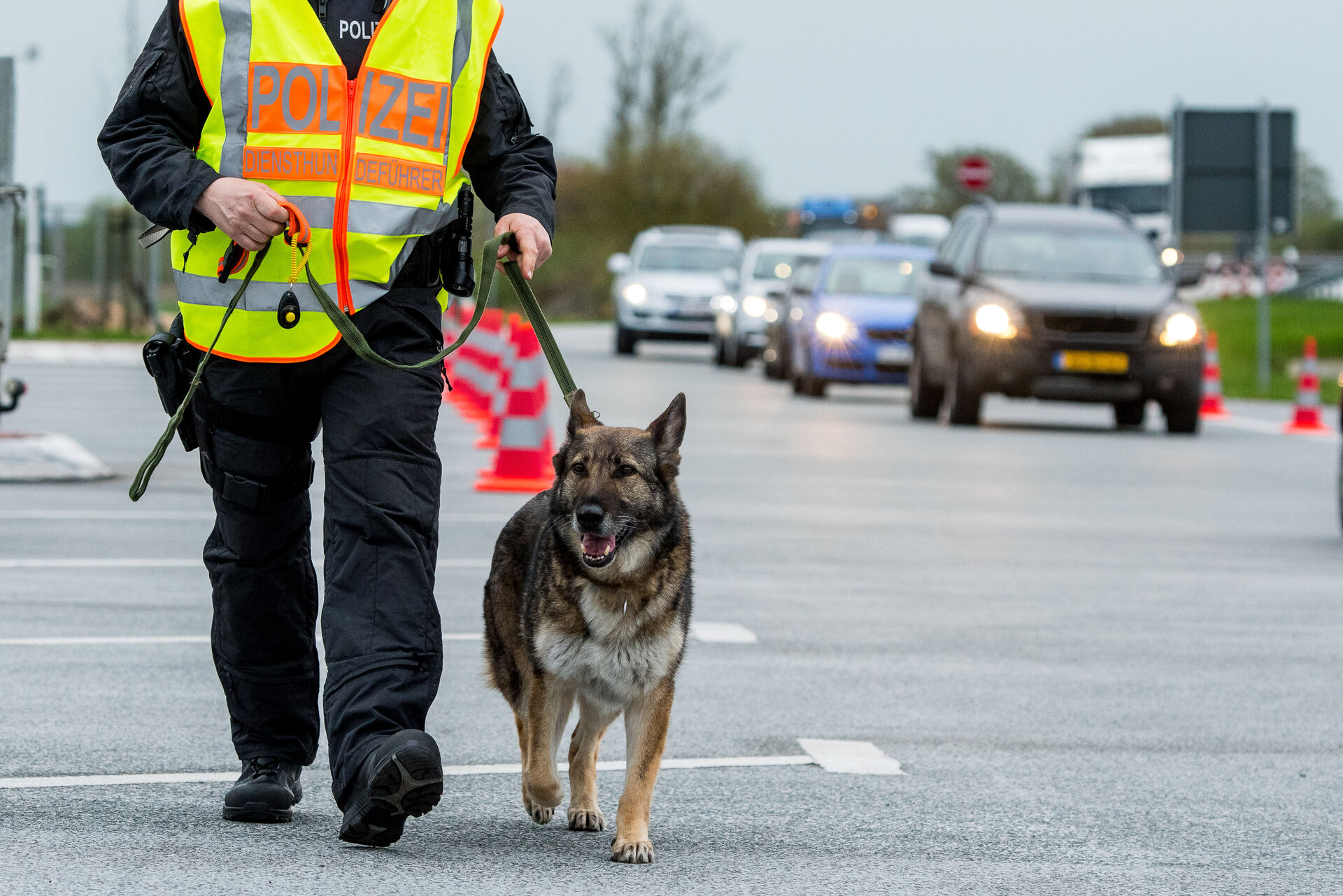  Ein Spürhund läuft auf der Straße neben einem Polizisten an der Leine.