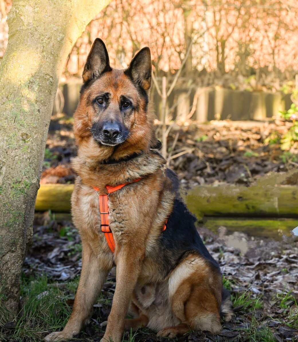 Ein Schäferhund sitzt neben einem Baum und schaut aufmerksam in die Kamera.