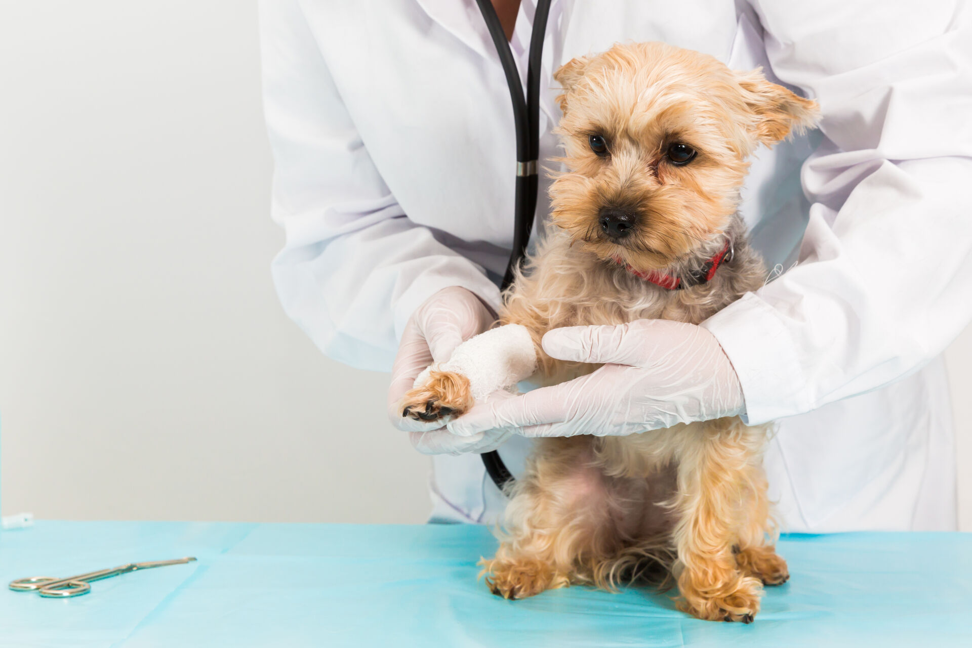 Ein Tierarzt wickelt einem Hund einen Verband um das Vorderbein