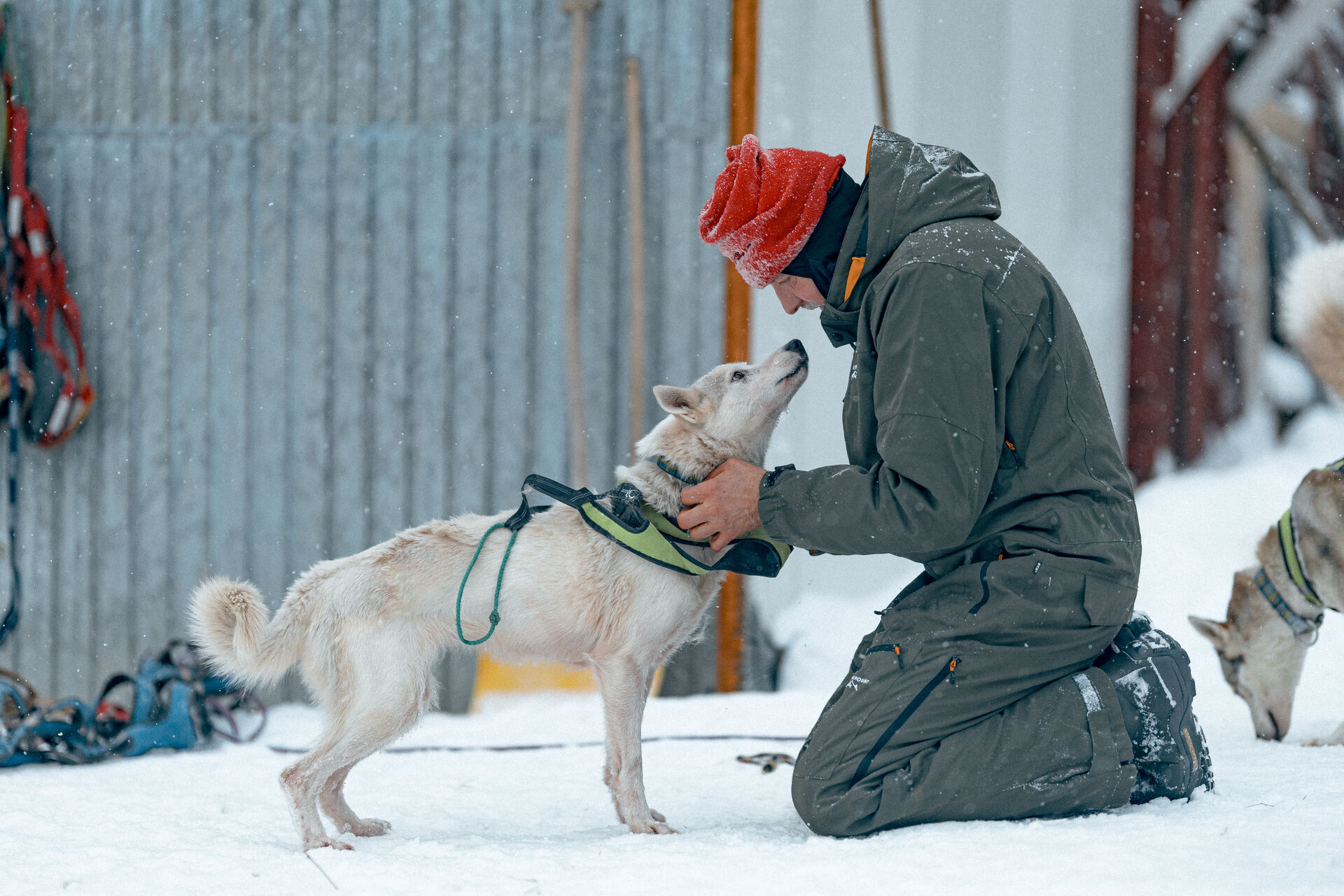 Tino Lesser mit Huskys im Schnee