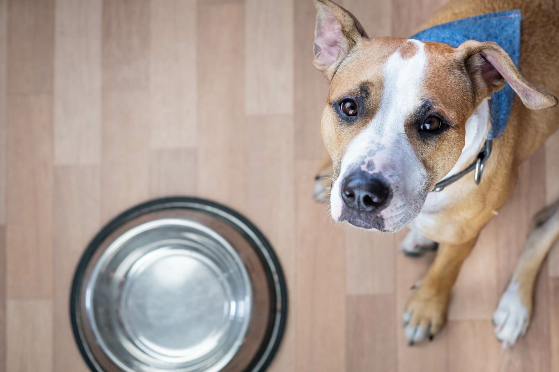 Ein Hund sitzt neben einem leeren Fressnapf und schaut nach oben.