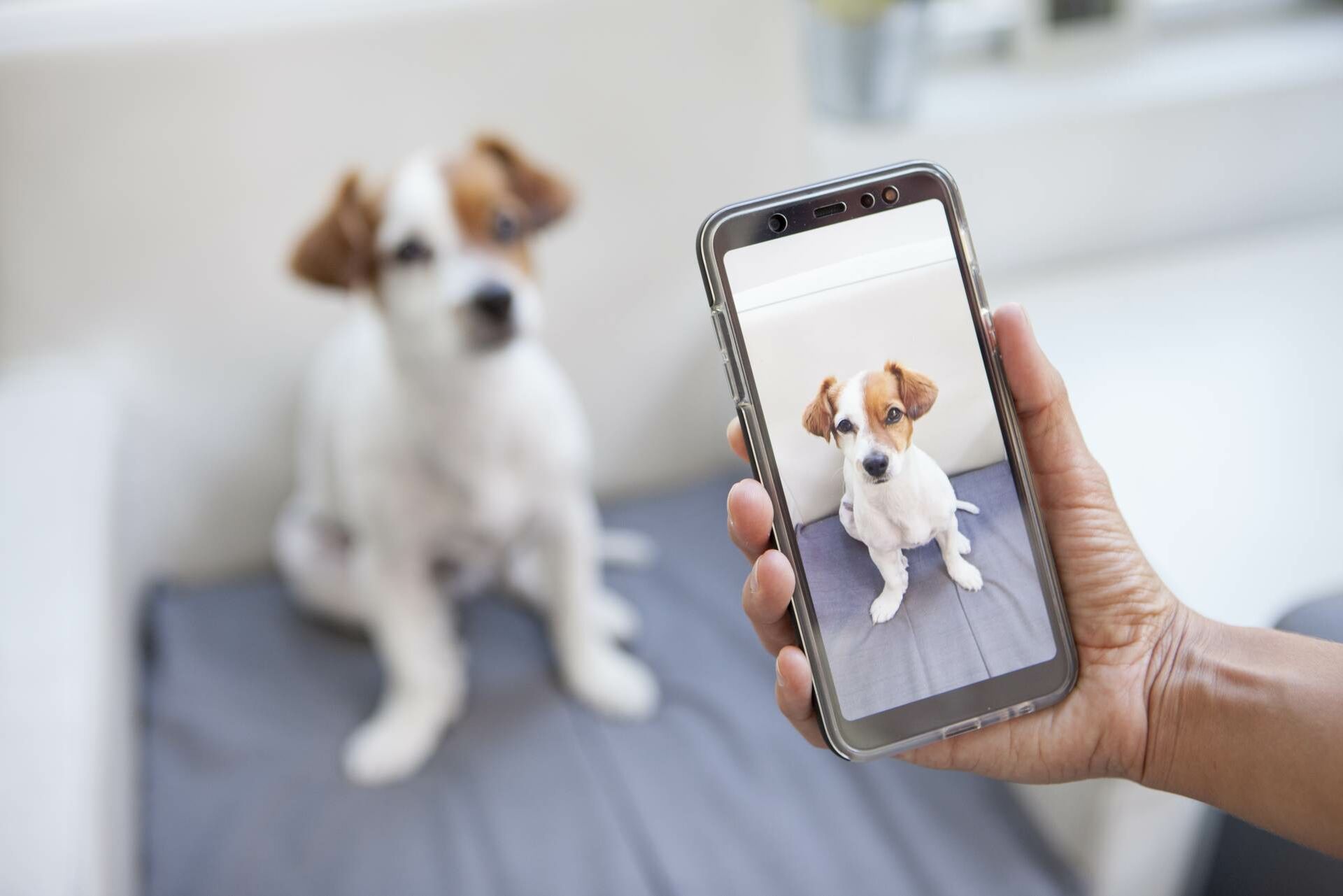 Hunde fotografieren